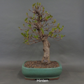 Preview: Bonsai, Schwarzerle, Alnus, hinten